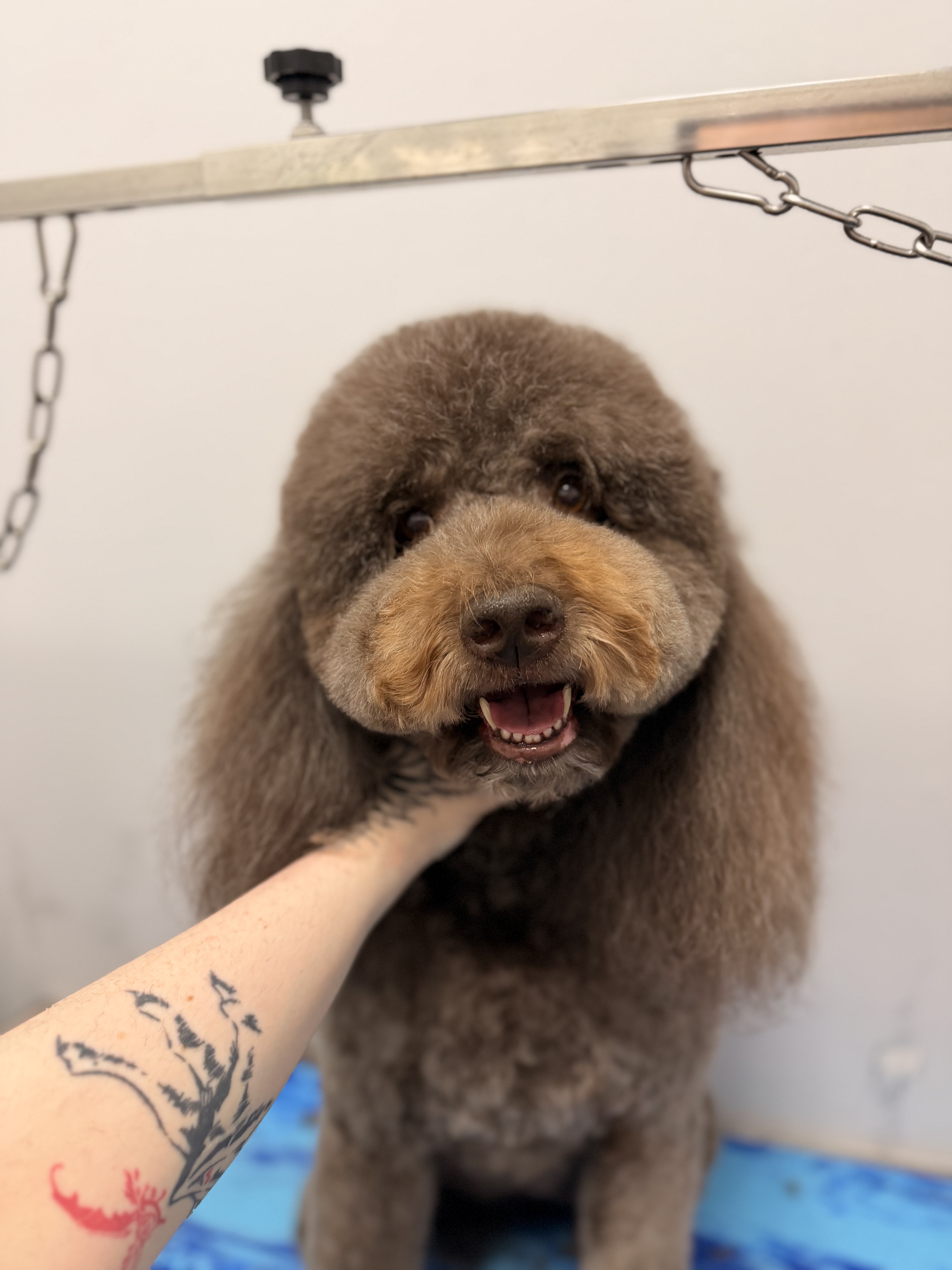 Groomer styling a poodle at Cozy Canine Grooming in Carrollton Texas
