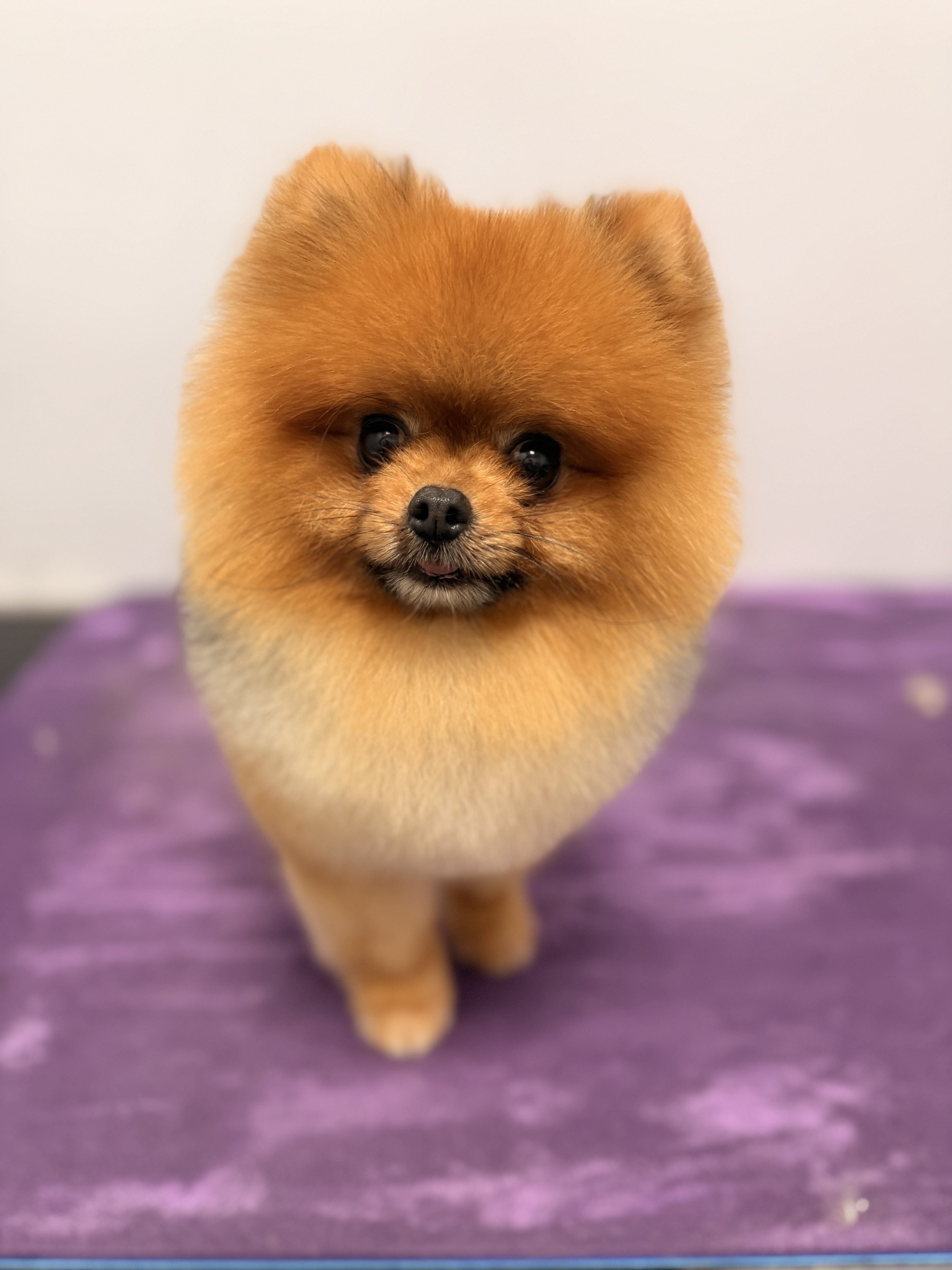 Pomeranian after grooming at Cozy Canine Grooming in Carrollton TX