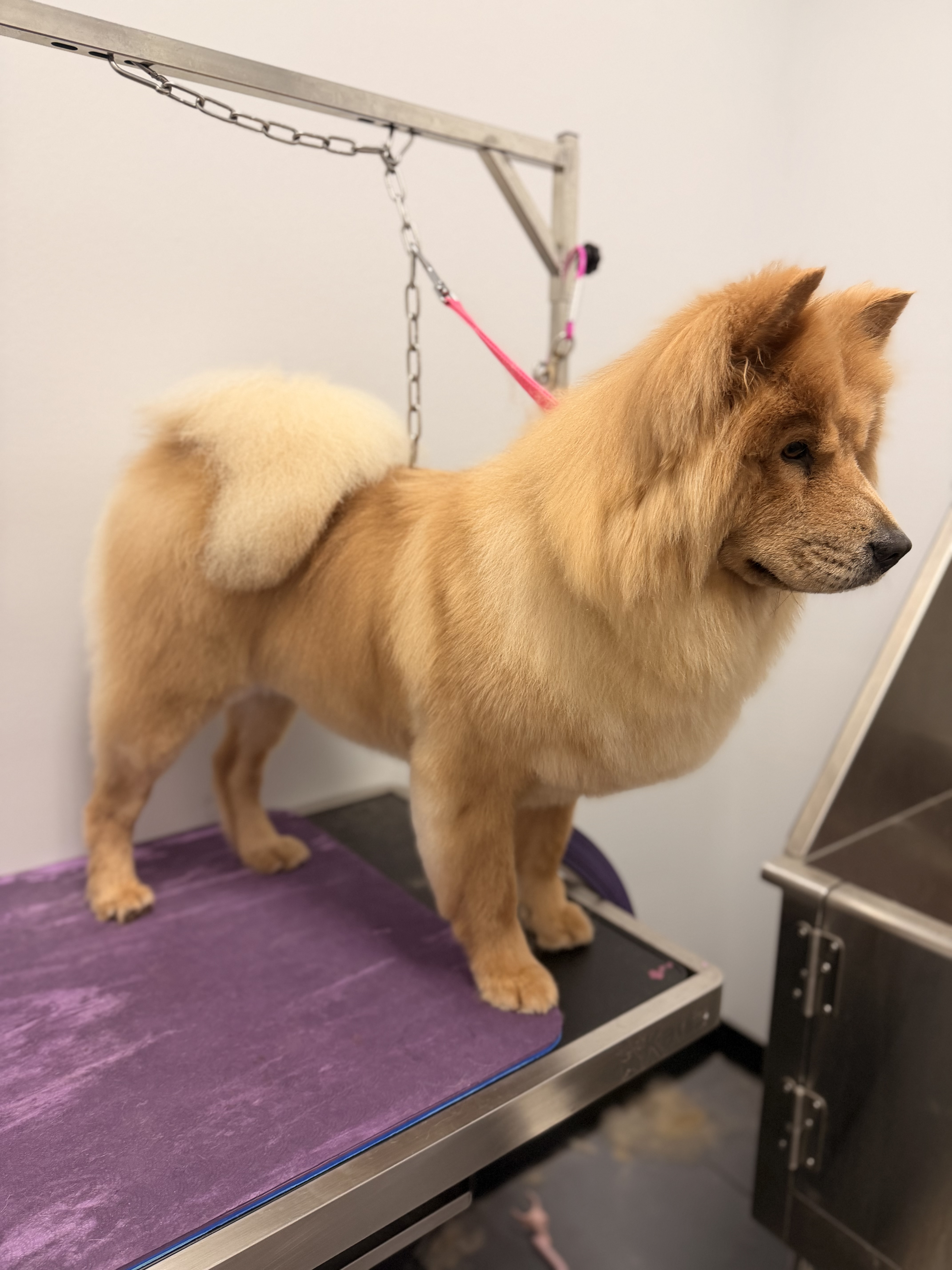Chow chow standing on grooming table after deshedding treatment