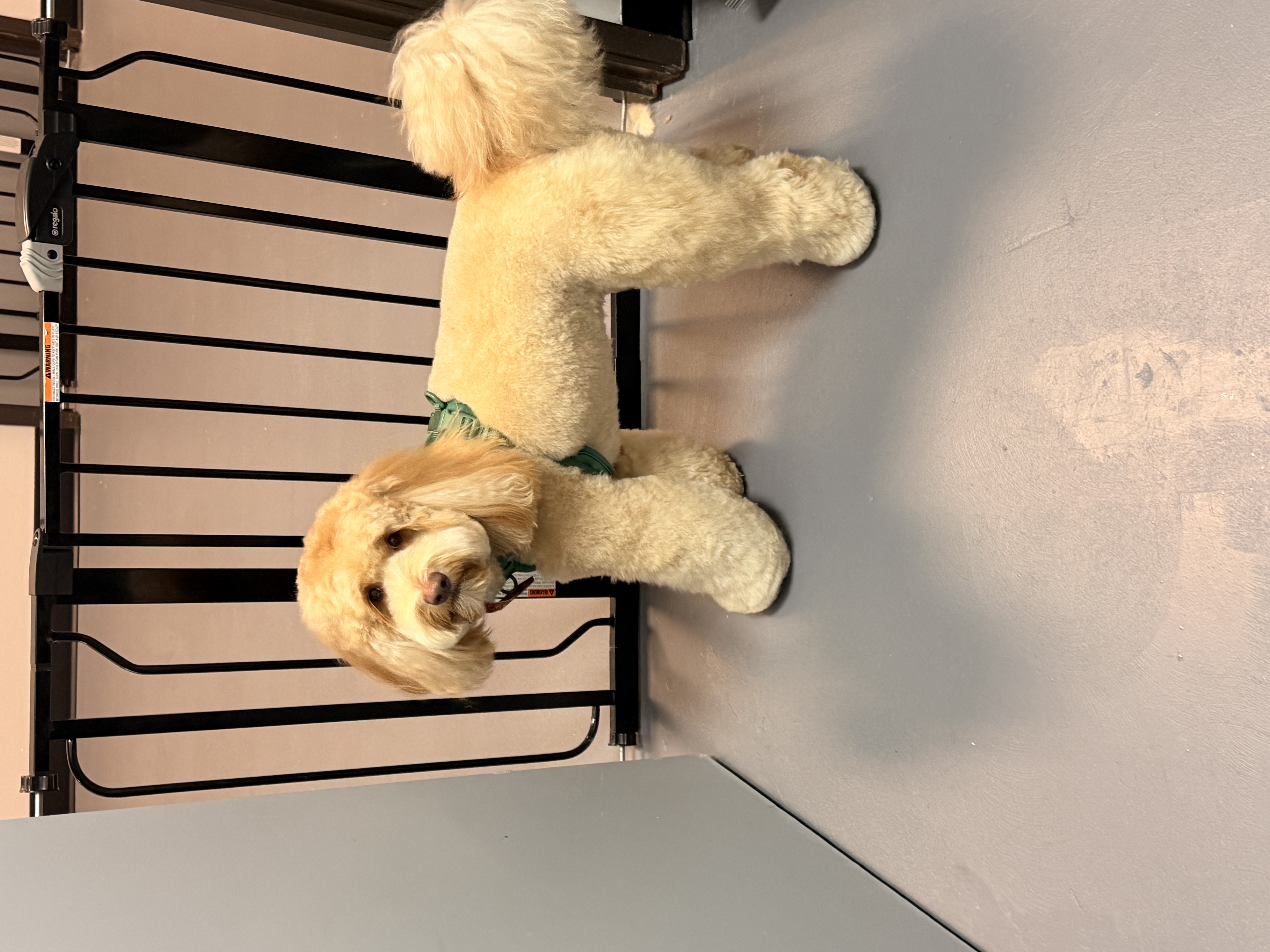 Goldendoodle with teddy bear cut at Cozy Canine Grooming Carrollton