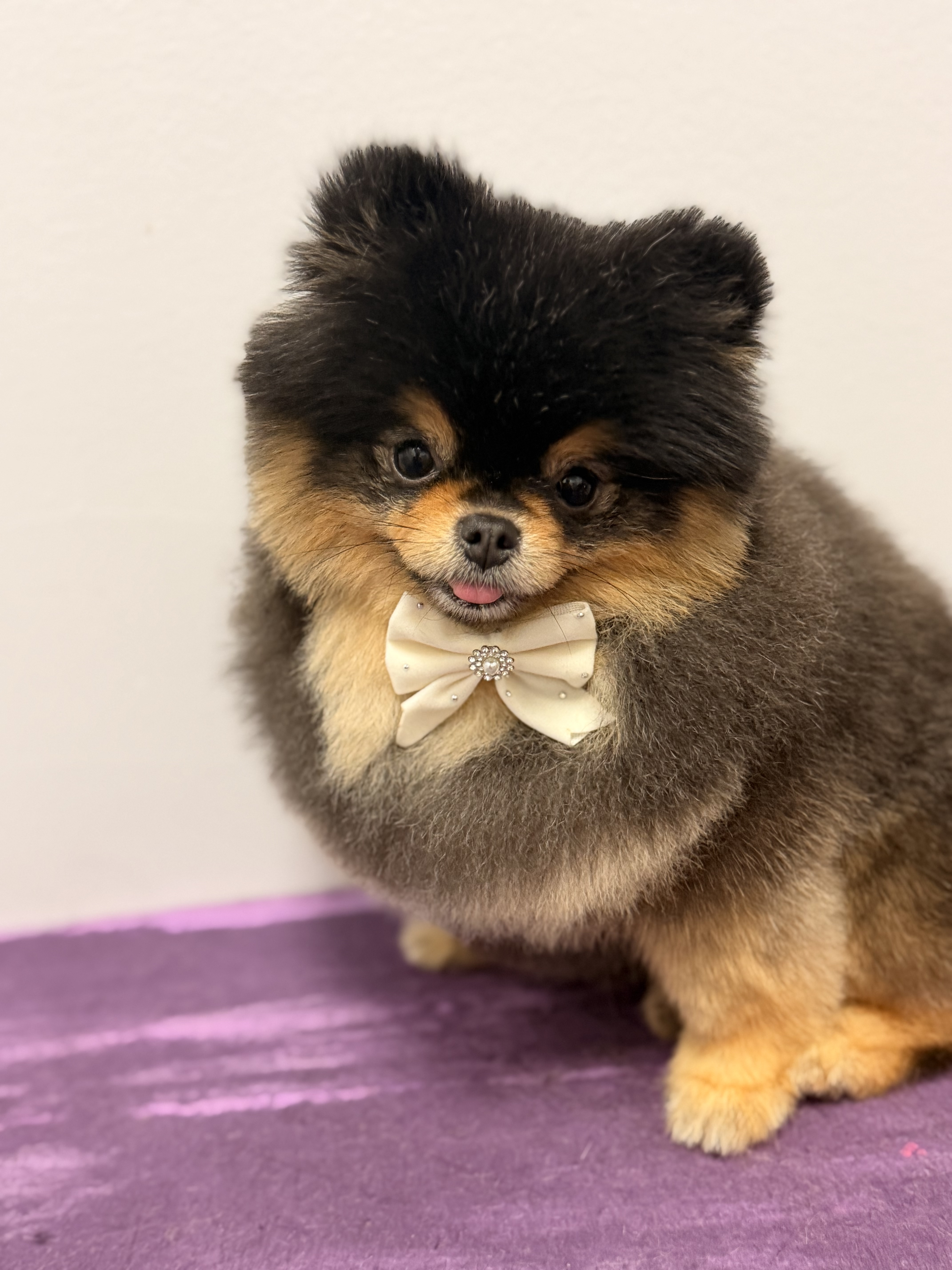 Black and tan Pomeranian with bow tie after grooming in Carrollton TX