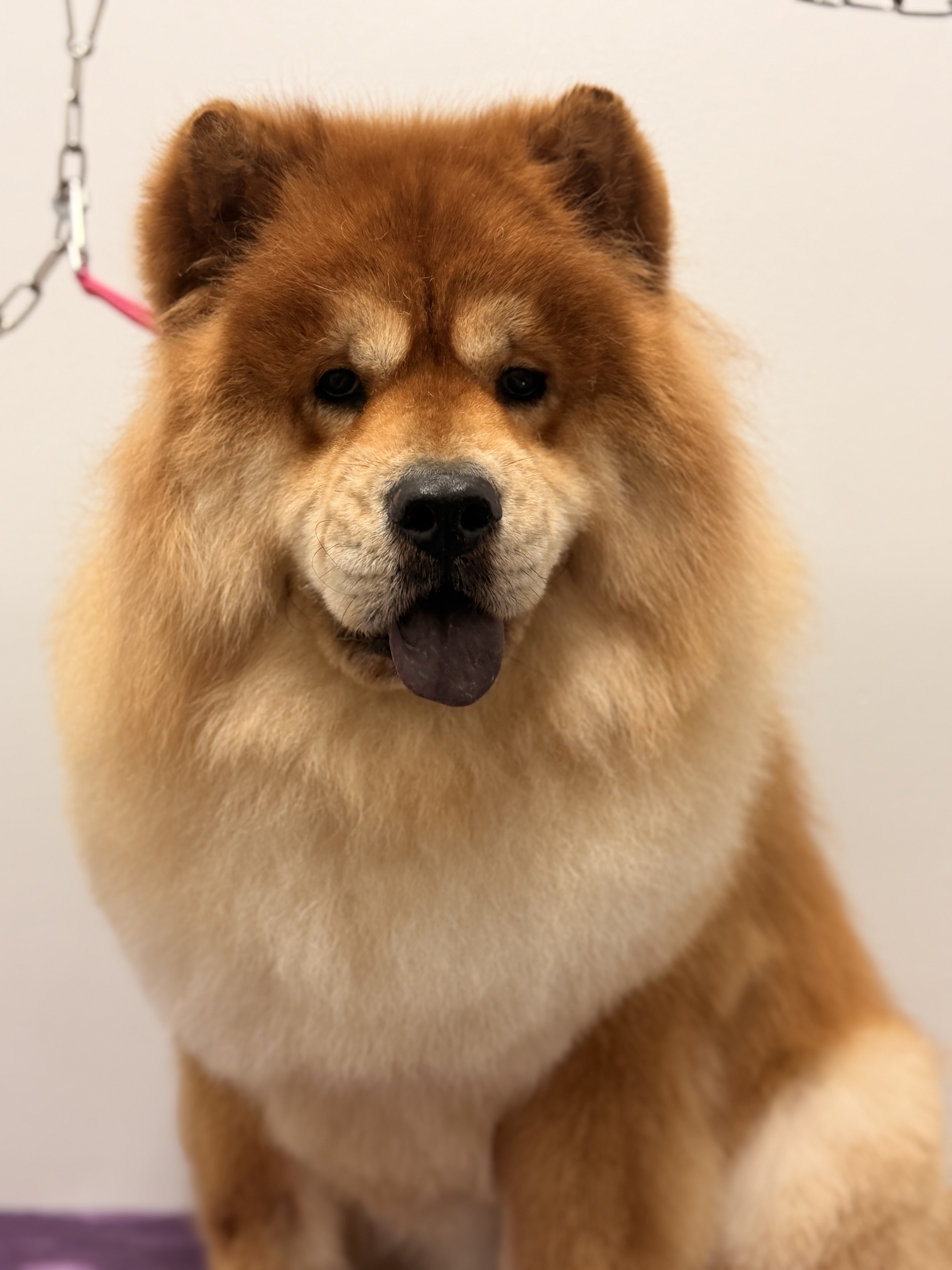 Chow chow after full groom at luxury dog groomer in Carrollton Texas