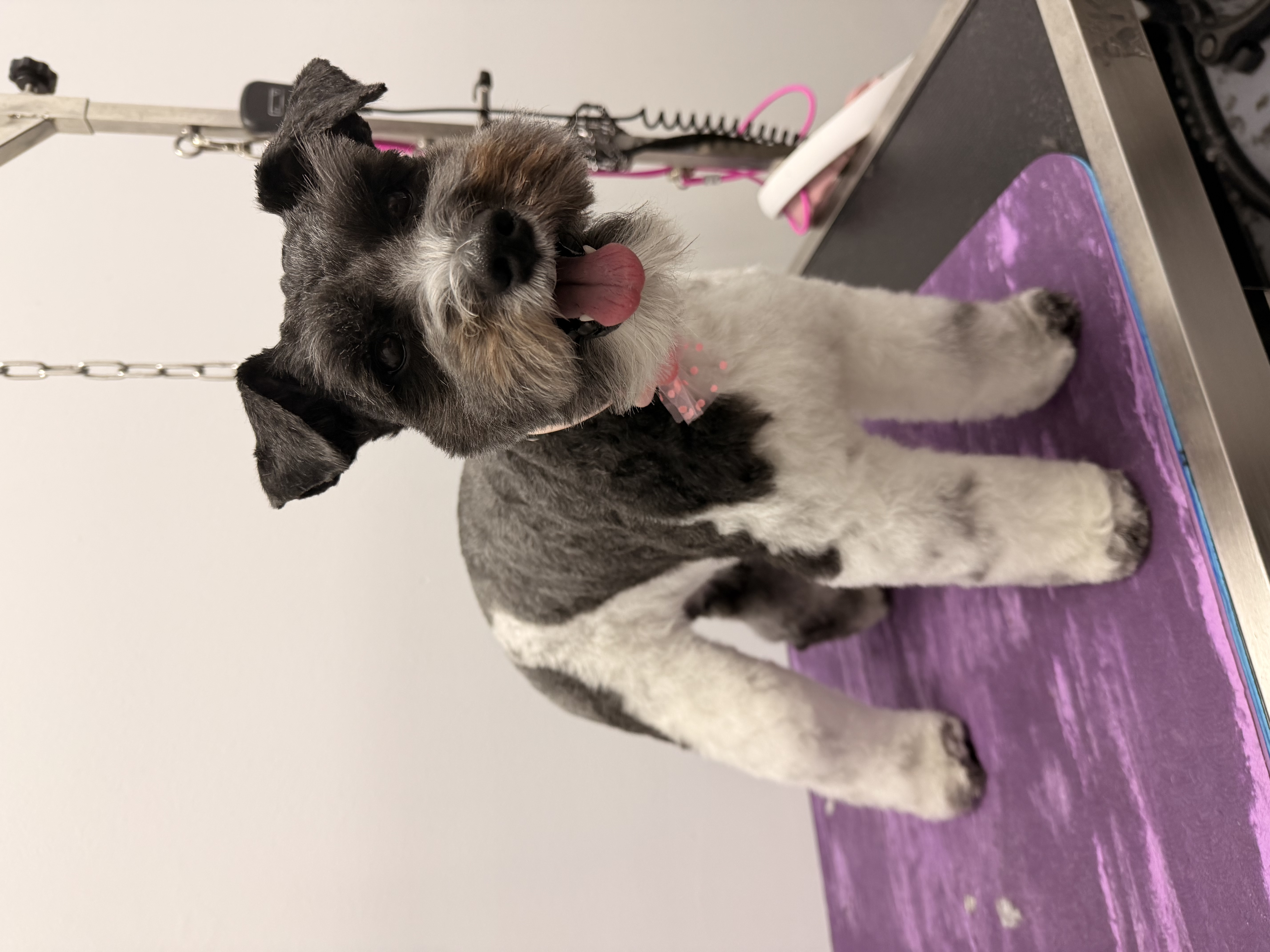Miniature schnauzer with classic schnauzer cut at Carrollton groomer