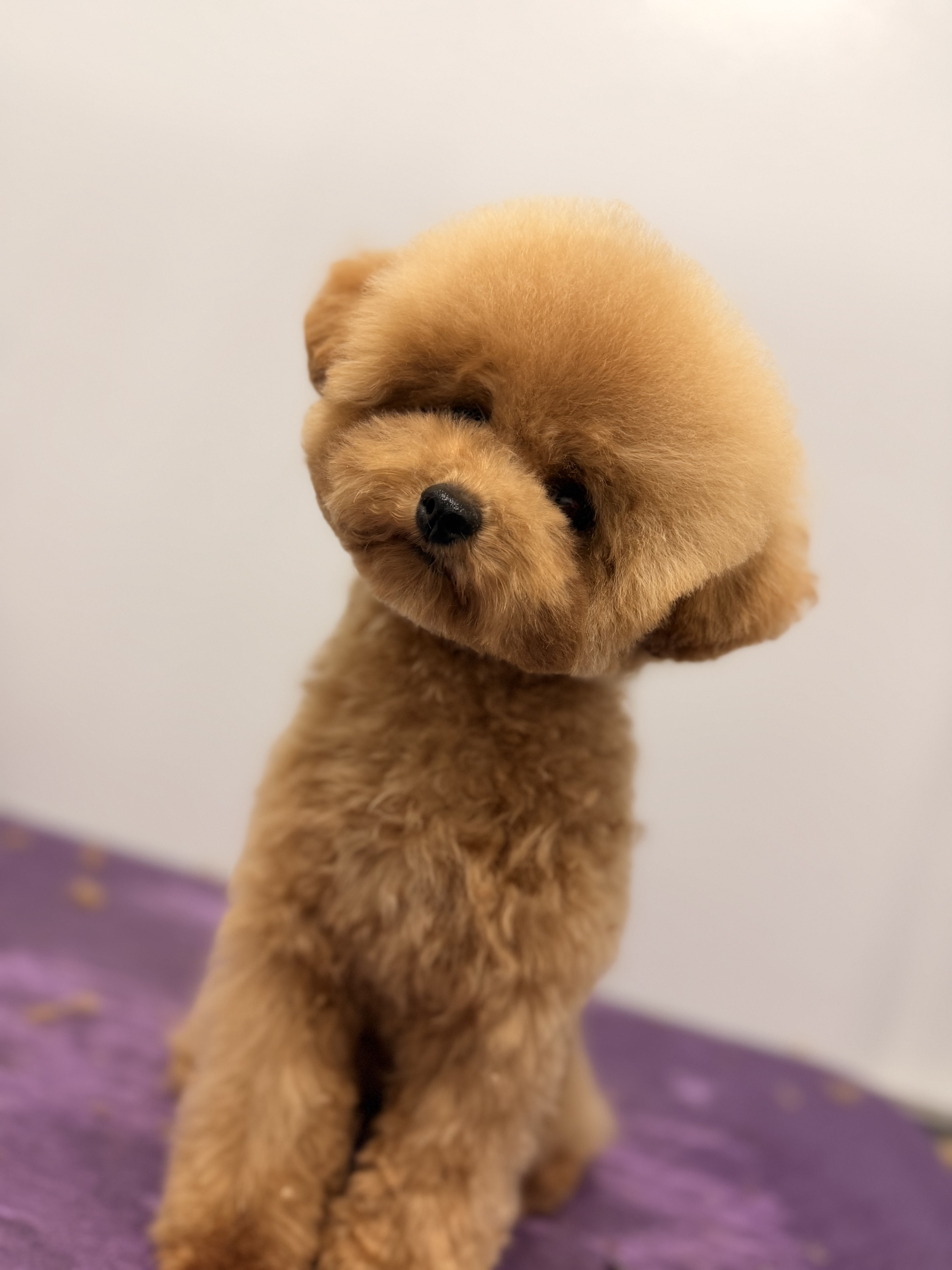 Toy poodle with teddy bear cut at Cozy Canine Grooming salon