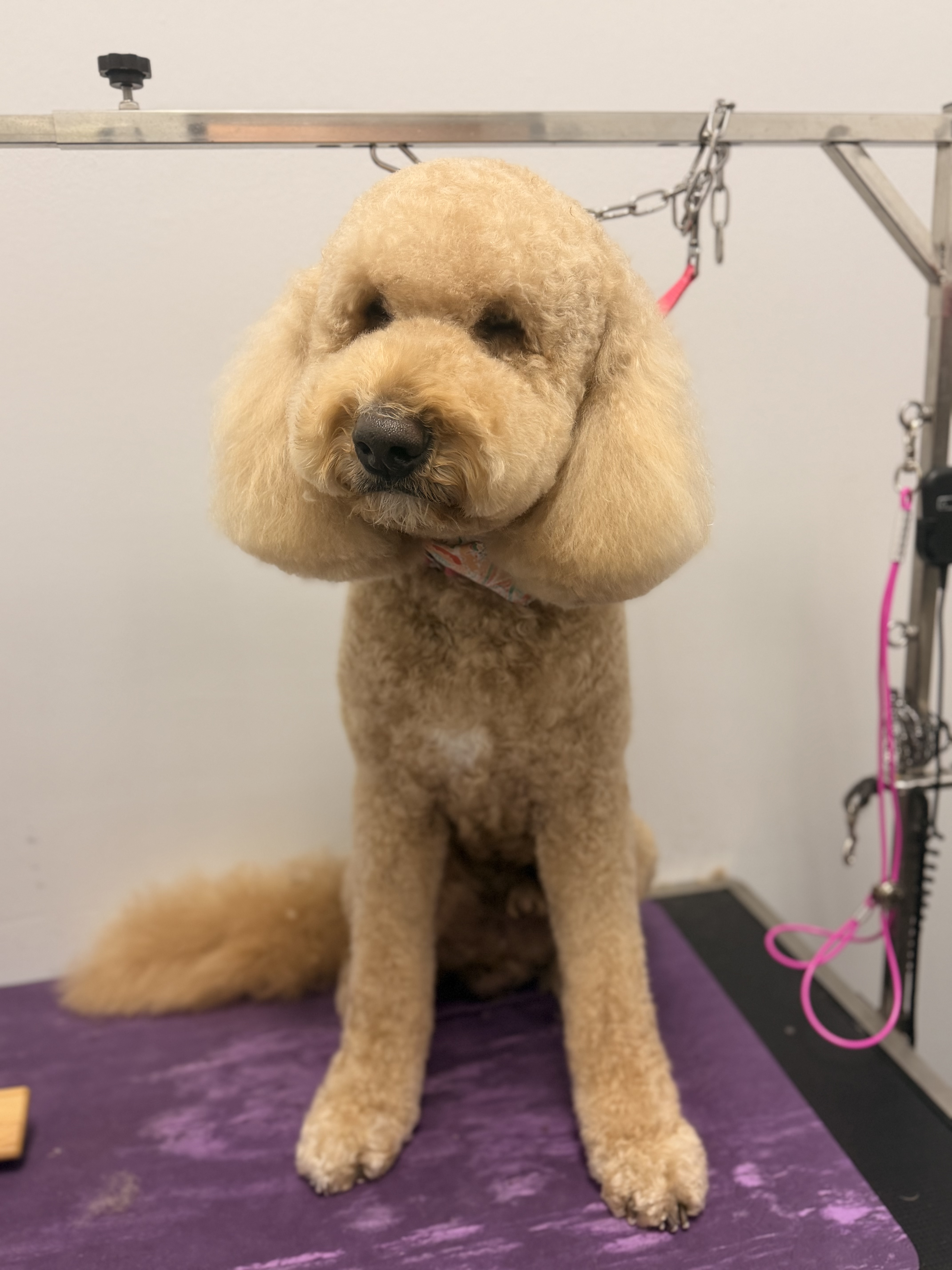 Goldendoodle sitting on grooming table after full groom in Carrollton TX